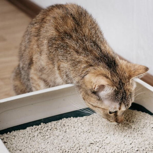 Nella kit LT Litter Box