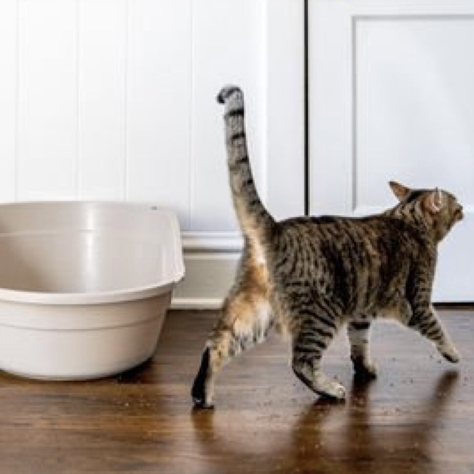 Litter Tray Pin Up Maxy Luxo