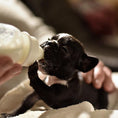 Load image into Gallery viewer, Bottle For Puppies & Kittens