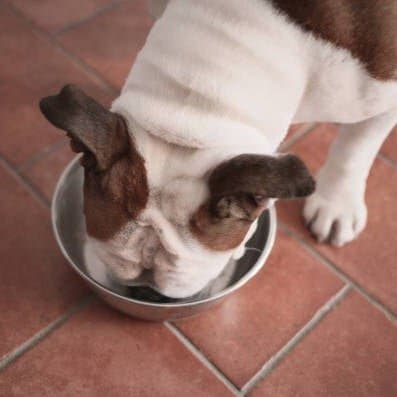 Saluki Steel Bowl