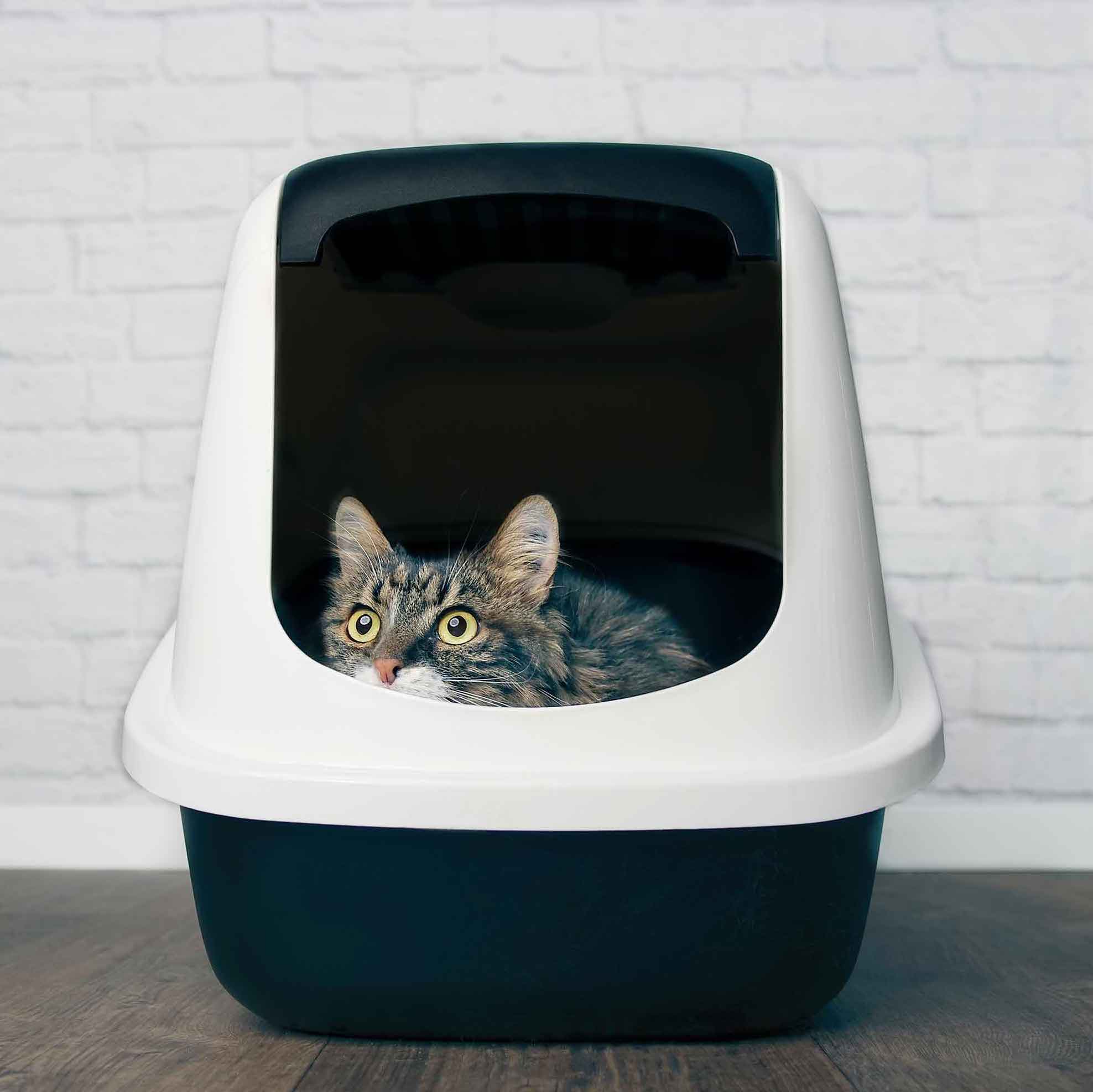 LOKI CLASSIC CAT TOILET