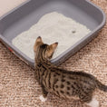 Load image into Gallery viewer, CAT LITTER SET