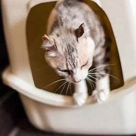 LEXIE BEIGE CAT TOILET