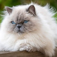 Load image into Gallery viewer, Cat Detangler Spray