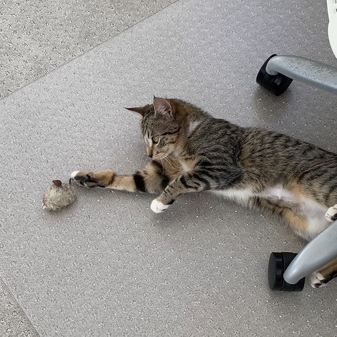 Shakin' Mouse