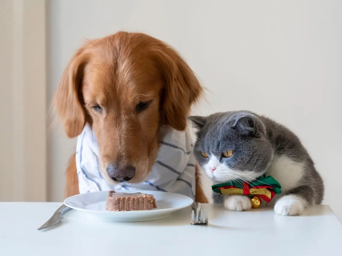 Why is a balanced diet important for Pets? Unpacking the essentials