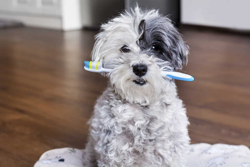 Brushing your dog's teeth- How to do it right?