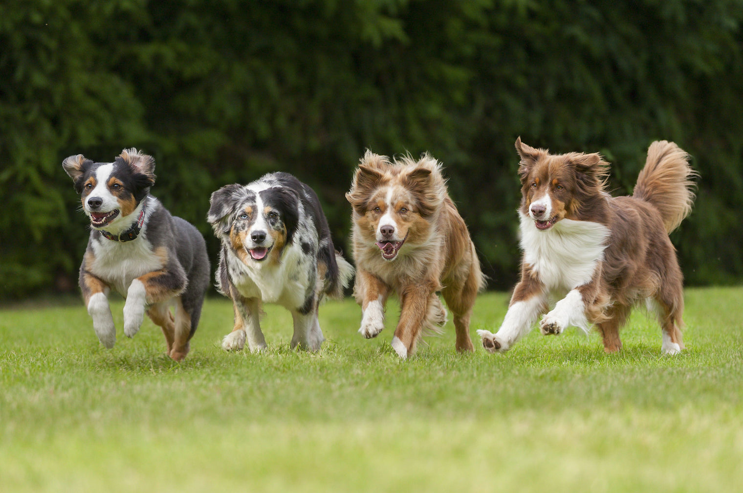 Active Dogs vs. Non-Active Dogs: How Much Protein Should They Get?