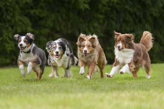 Active Dogs vs. Non-Active Dogs: How Much Protein Should They Get?