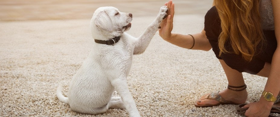 How to Train Your Puppy: Potty Training and Behavior