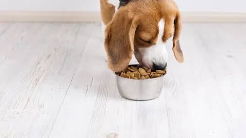 Best Dog Food in Saudi Arabia: Top Premium Choices for Your Dog