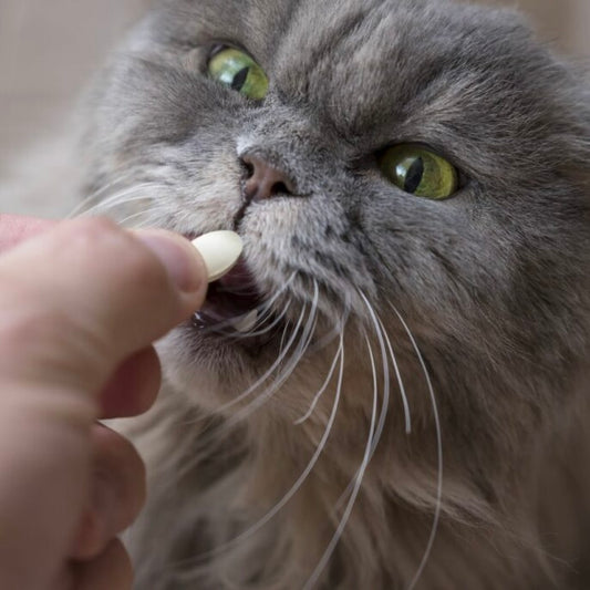 Drontal Cat Dewormer Tablets