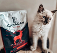 تحميل الصورة في عارض المعرض, Cat enoying Canagan Country Game Cat Dry Food
