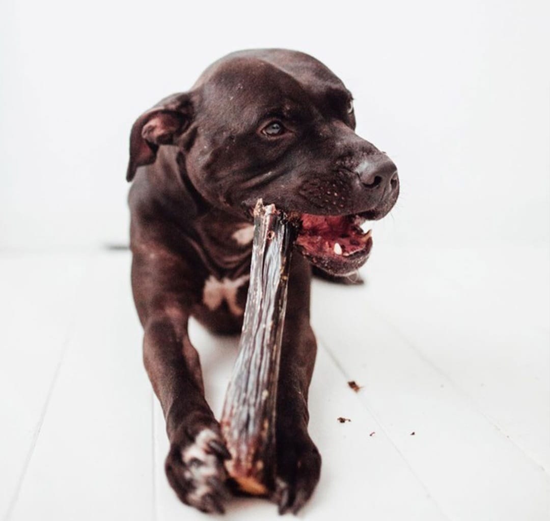 Full Venison Shank Bone Oral Chews for Dogs