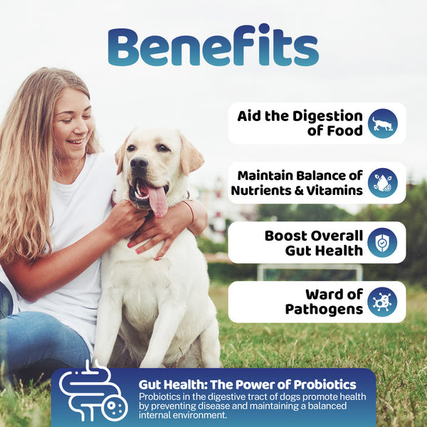 Gut Health Powder Supplement for Dogs