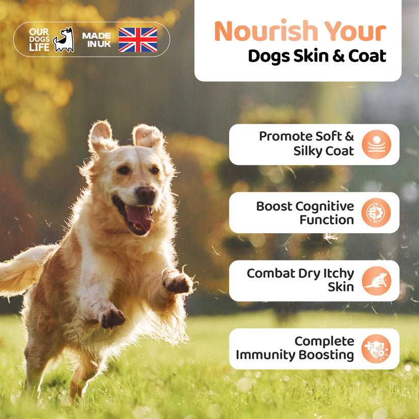 Salmon Oil For Dogs