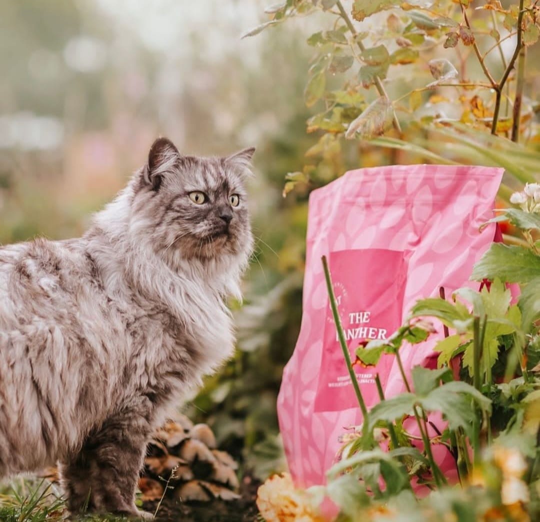 ESSENTIAL THE PANTHER FOR CATS