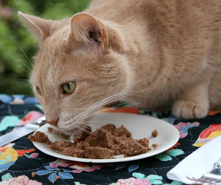 Wild Caught Fish Dinner Canned Wet Cat Food