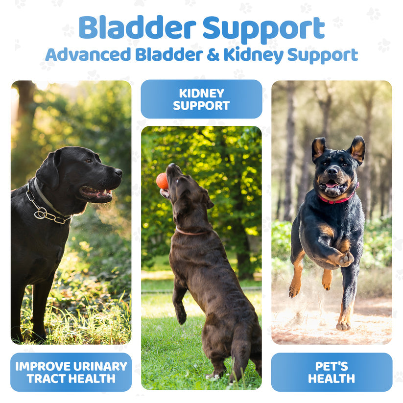 Bladder Support Supplements for Dogs