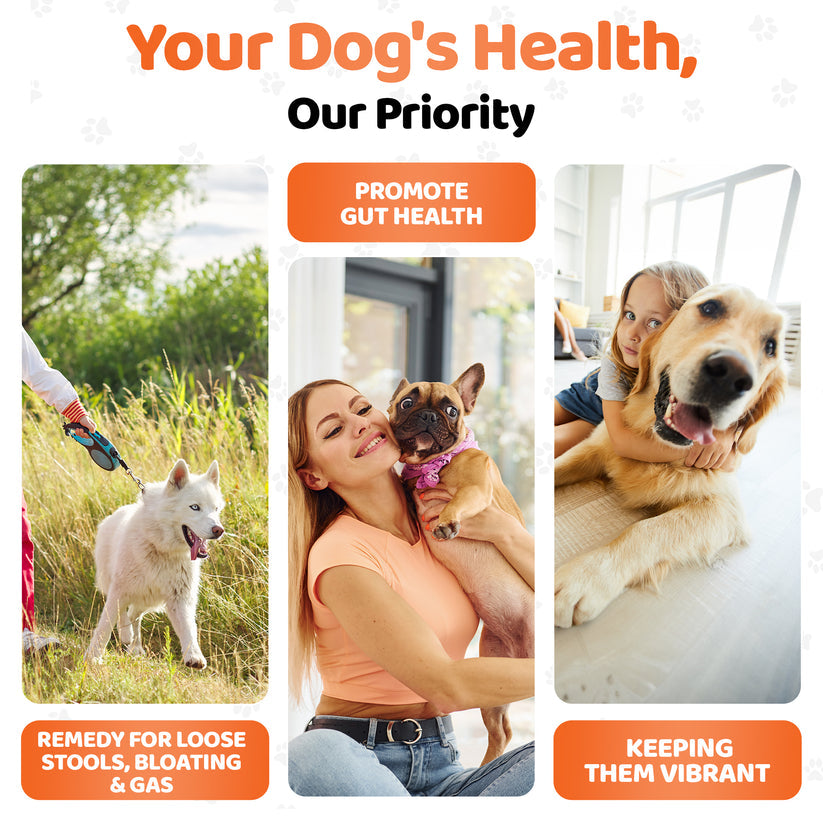 Digestive Supplements for Dogs
