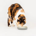 Load image into Gallery viewer, Classic Cat & Small Pet Saucer
