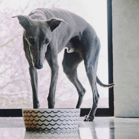 Save the Waves Bamboo Printed Dog Bowl