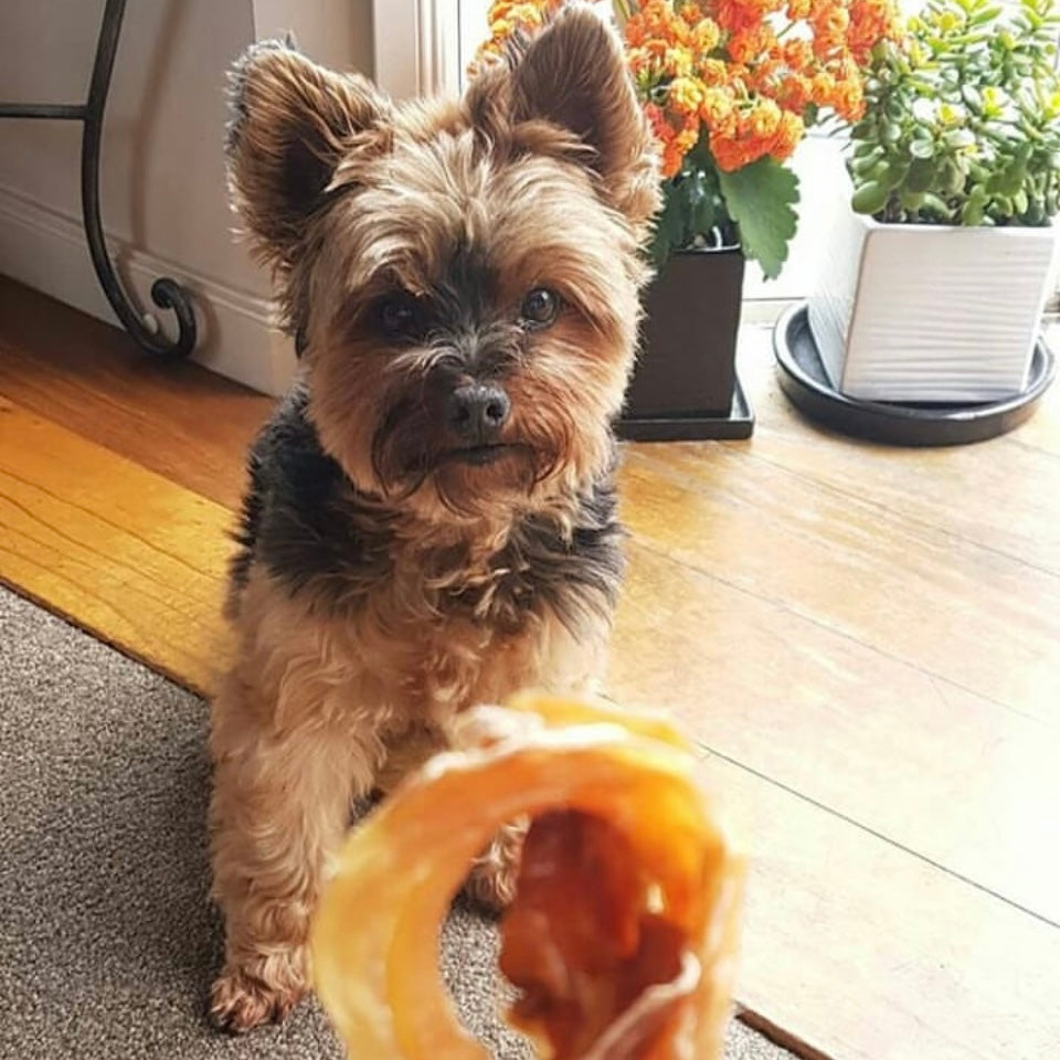 Dog enjoying Zeal Chewies Pet Treats Natural free range 