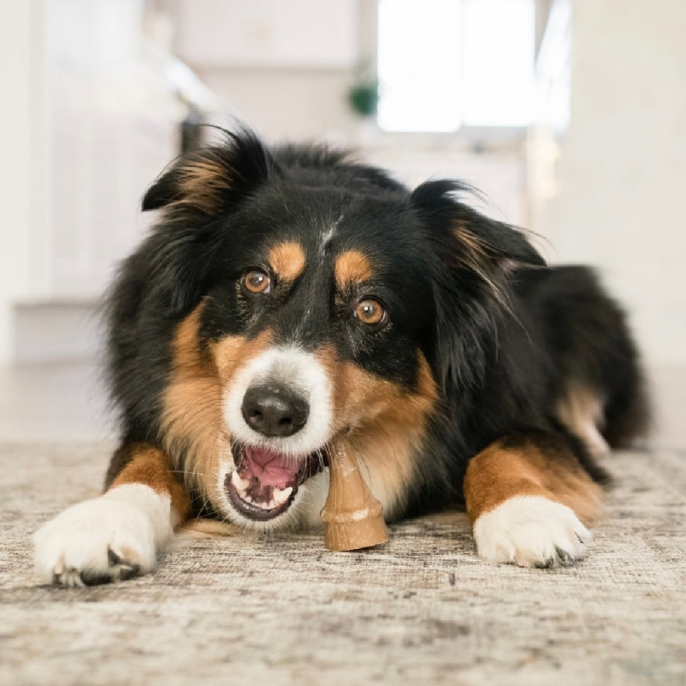 Occupy Antler Natural Dental Chews for Dogs