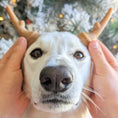 Load image into Gallery viewer, Occupy Antler Natural Dental Chews for Dogs
