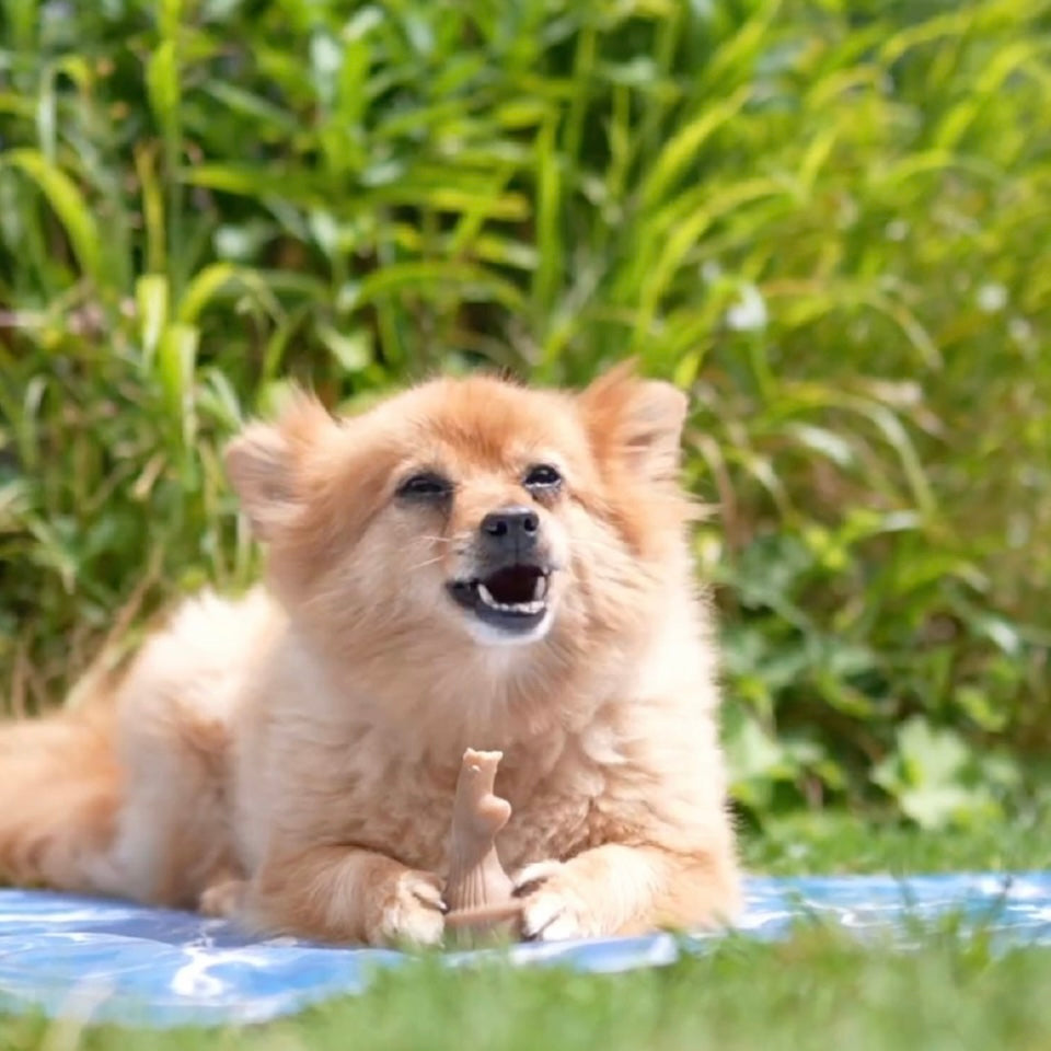 Occupy Antler Natural Dental Chews For Dogs