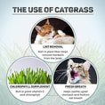 Load image into Gallery viewer, Grass in Ceramic Bowl for Cats
