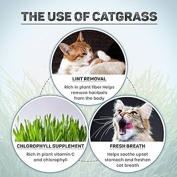 Grass in Ceramic Bowl for Cats