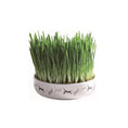 Load image into Gallery viewer, Grass in Ceramic Bowl for Cats
