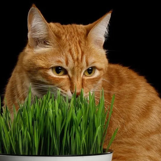 Grass in Ceramic Bowl for Cats