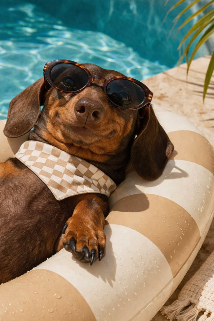 Dog wearing sunglasses and a bandana, lying on an inflatable ring by a pool.