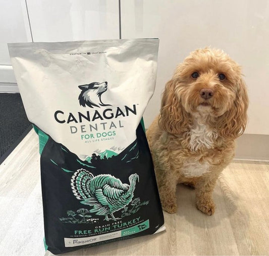 Dog enjoying Canagan Dental Free-Run Turkey For Dogs