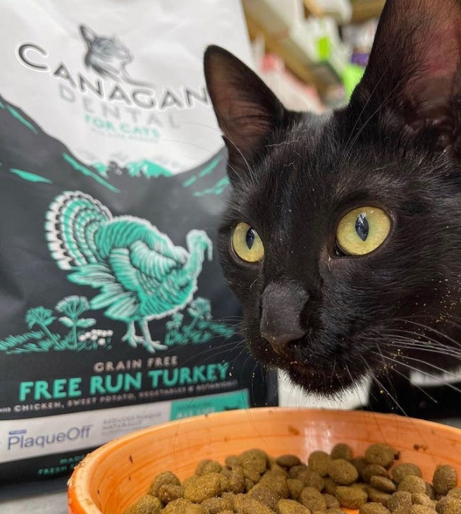 Cats enjoying Canagan Dental Free-Run Turkey