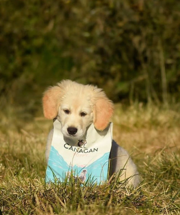 Puppy Free Range Chicken