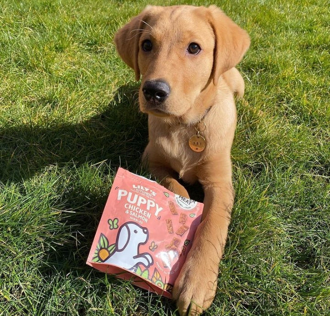 Chicken and Salmon Nibbles Puppy Treats