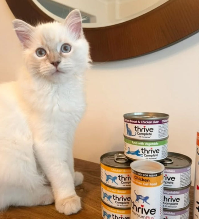 Complete Tuna Wet Kitten Food