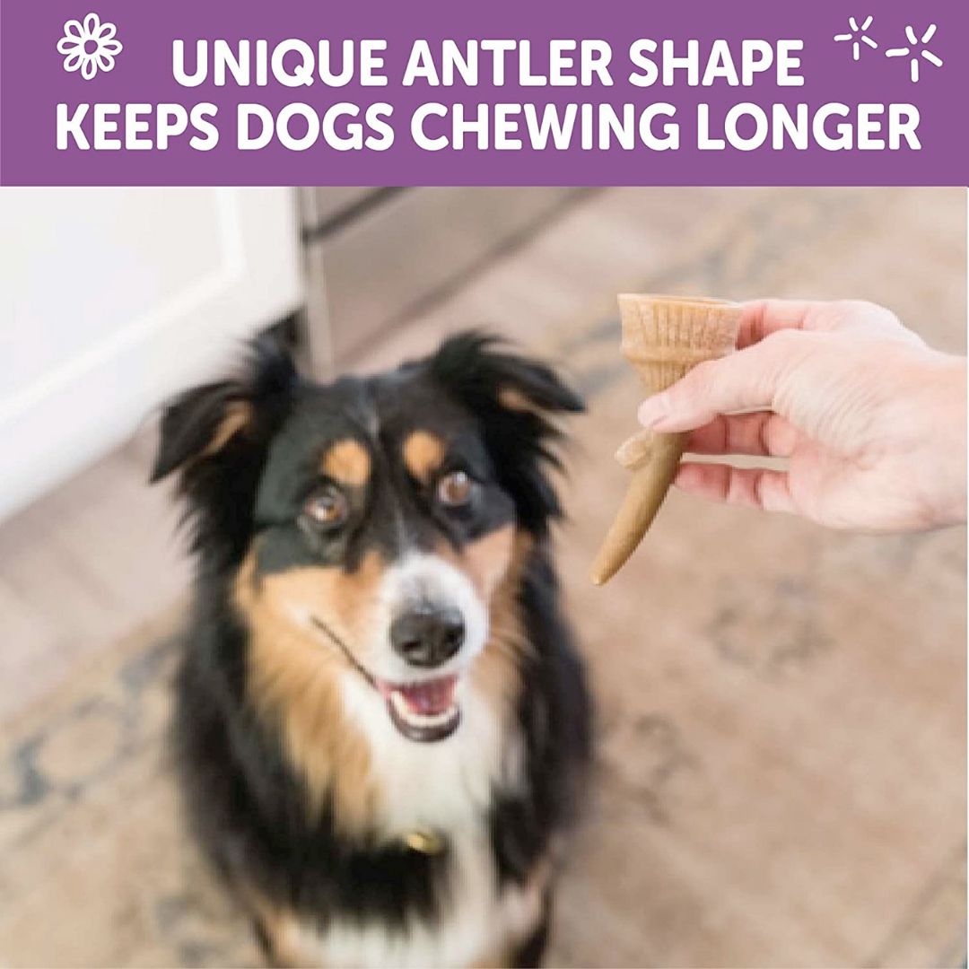 Occupy Antler Natural Dental Chews for Dogs