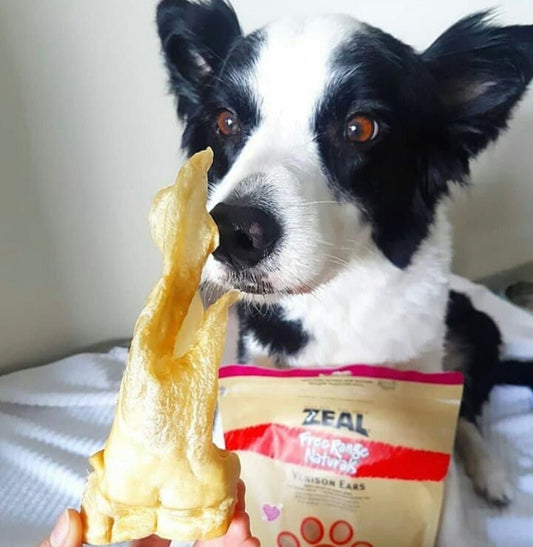 آذان الغزال 