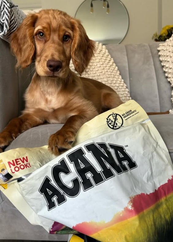 وصفة طعام جاف للكلاب المفرطة النشاط