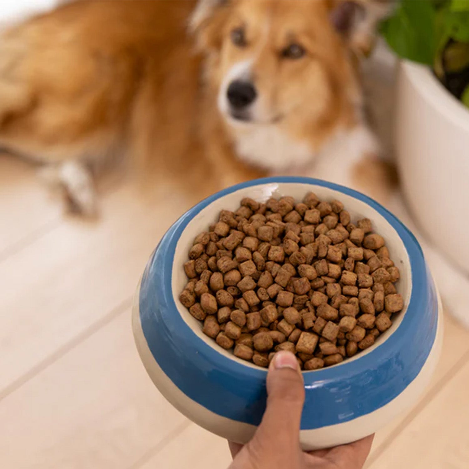 Steam & Dried Dog Food Beef with Pumpkin Recipe