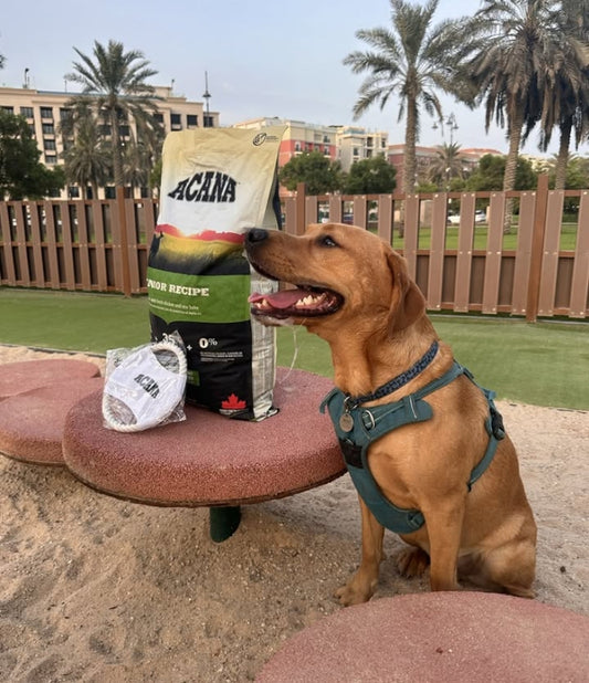 طعام جاف للكلاب كبار السن