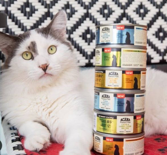 باتيه فاخر للقطط الصغيرة