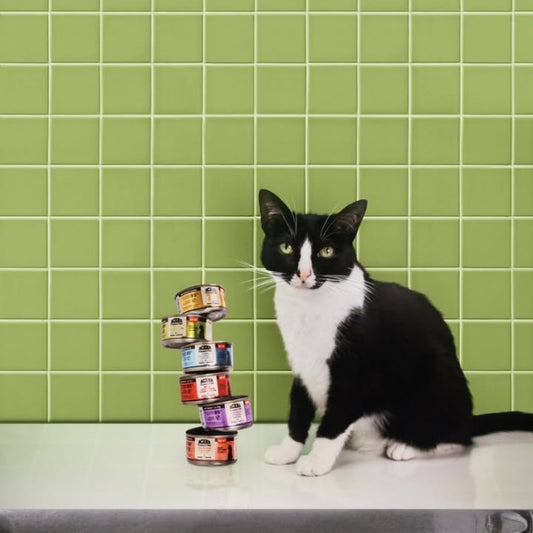 طعام رطب للقطط بلحم الضأن