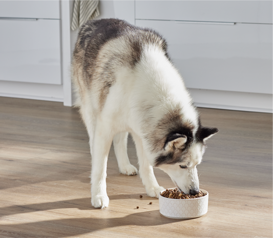 RawMix Wild Ocean Recipe Dry Dog Food