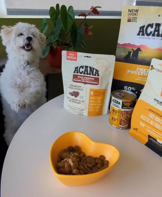 طعام جاف للجِراء