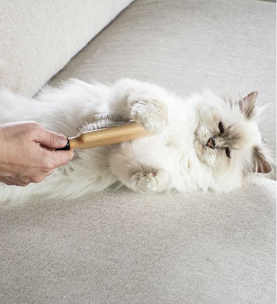 Cats April Wood Pin Brush for Cats